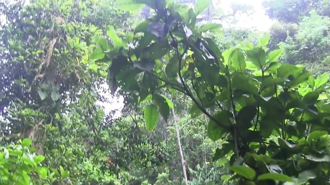 jungle sound effects