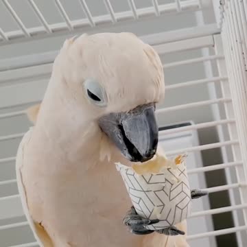 Mango has definitely mastered the foraging cup. Tasty!