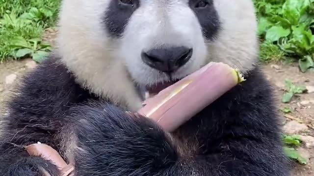 Pandas eat bamboo shoots