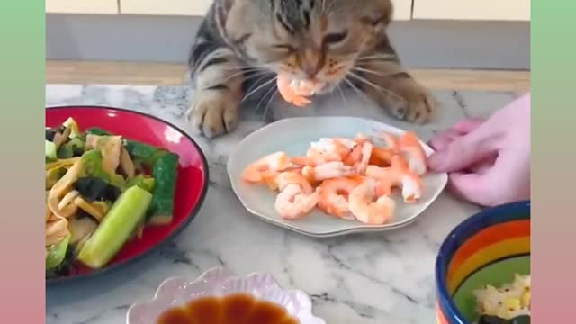 32_ Cute and Funny Cat Videos Compilation _#short