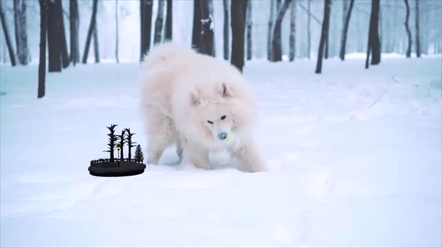 weißer hund der im schnee spilt