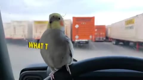 He was happy until he saw the truck