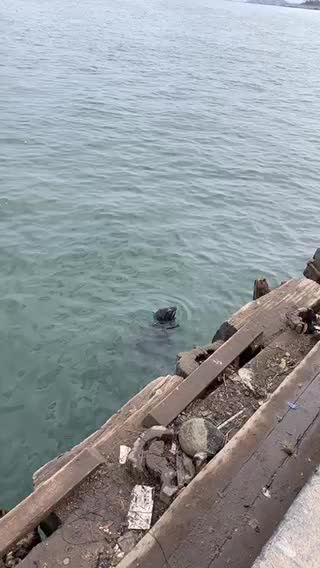 Cute Seal Begging for Food