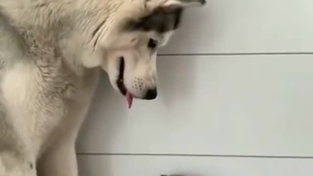 The gentle husky loves his enemy cute cat