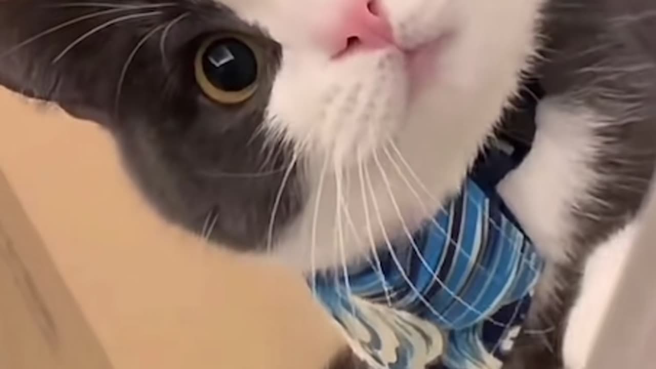 Cute cat