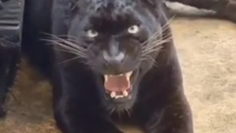 wild animals black panther video