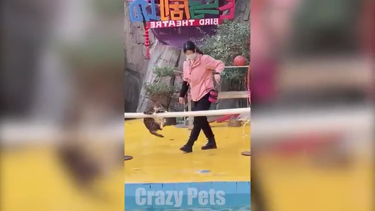 Funny animals video