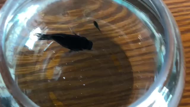 New born fish in aquarium