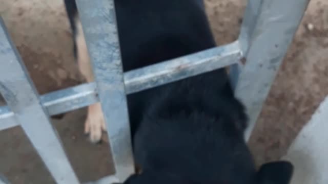 the dog knows how to greet guests \ Daily life vlog