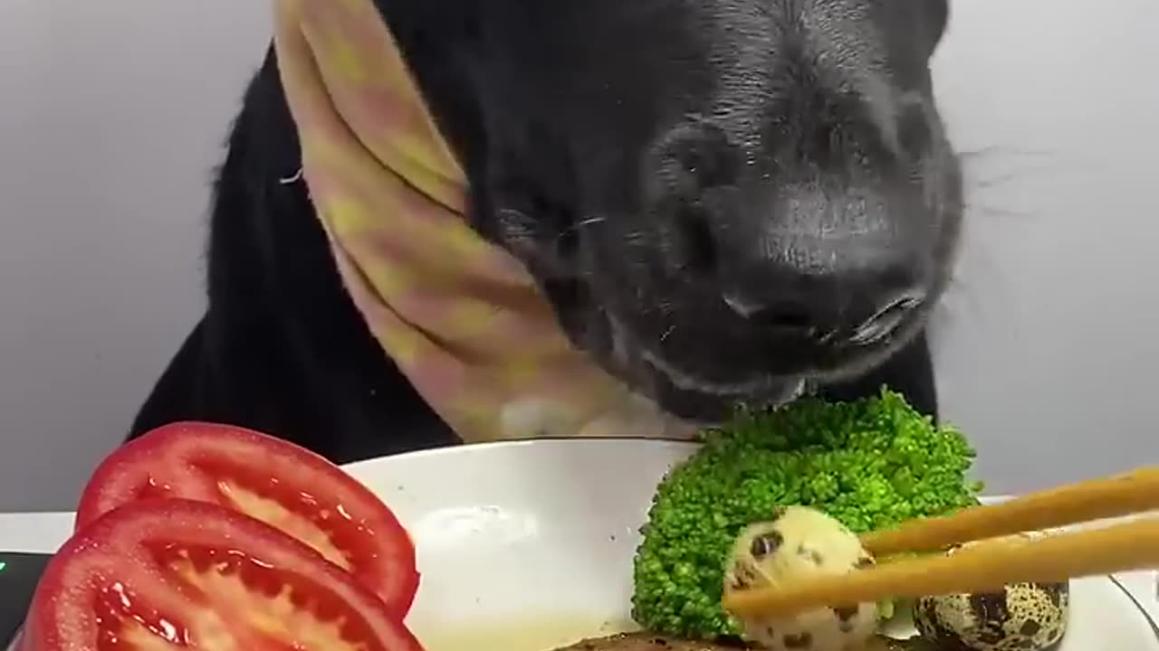 Labrador is happy enjoying some amazing crunchy food