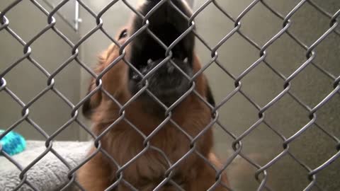 dog barking in cage at animal shelter