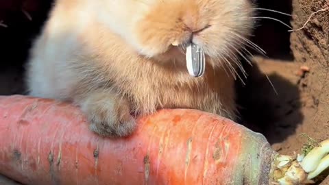 The little rabbit is munching on melon seeds.