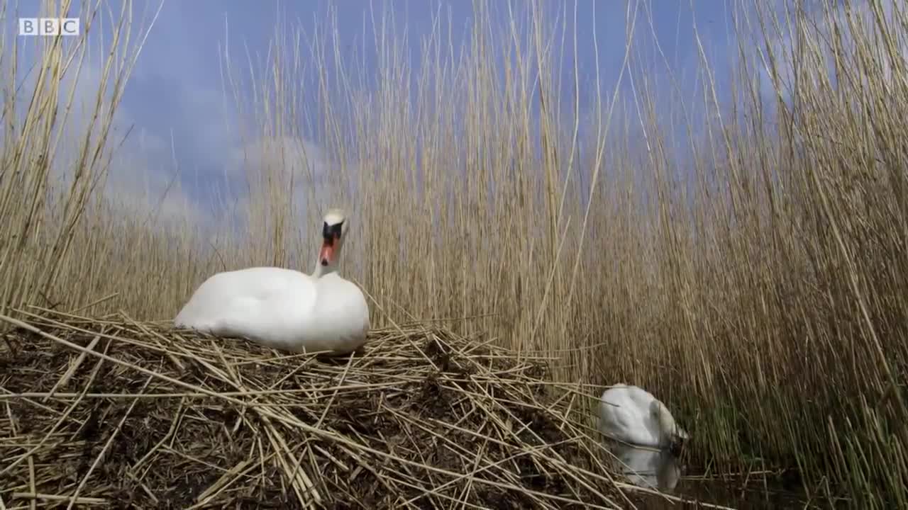 The Miracle of Hatching | Attenborough's Wonder of Eggs | BBC Earth