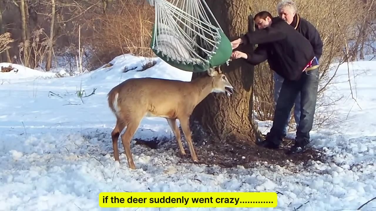 A deer’s antlers stock in hammock entangled