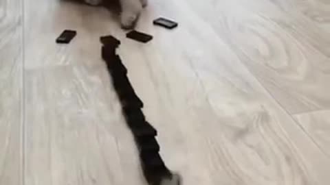 Cute cat video