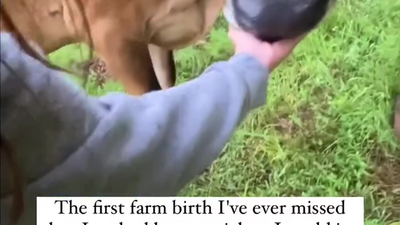 the cow wanted show the woman her newborn baby