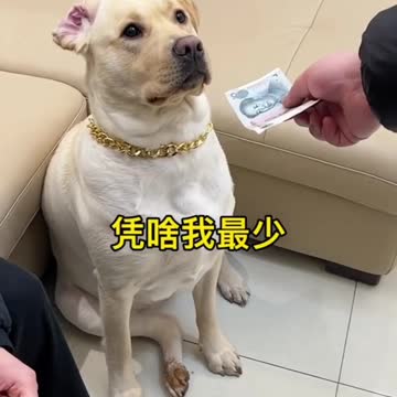 Dog know everything about money 🤑💰