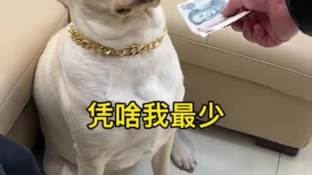 Dog know everything about money 🤑💰