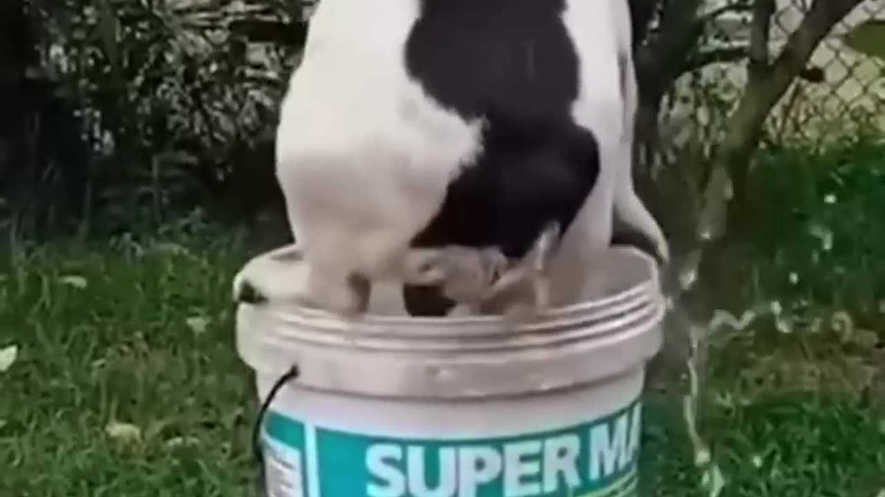 Funny animal video 🤣