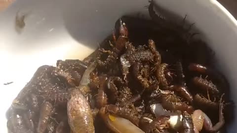 Can you eat it, you guys are water insects