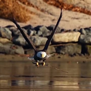 Glorious bird of prey