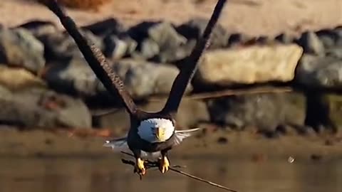 Glorious bird of prey