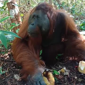 Adult male orangutan eating jackfruit - Tanjung Puting Tourism Park, Central Kalimantan