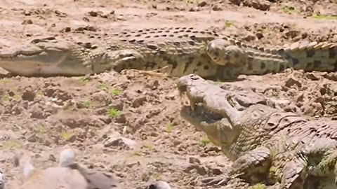 Lion, Crocodile, Vulture And A Prey #shorts #shortvideo #youtubeshorts #video #virals