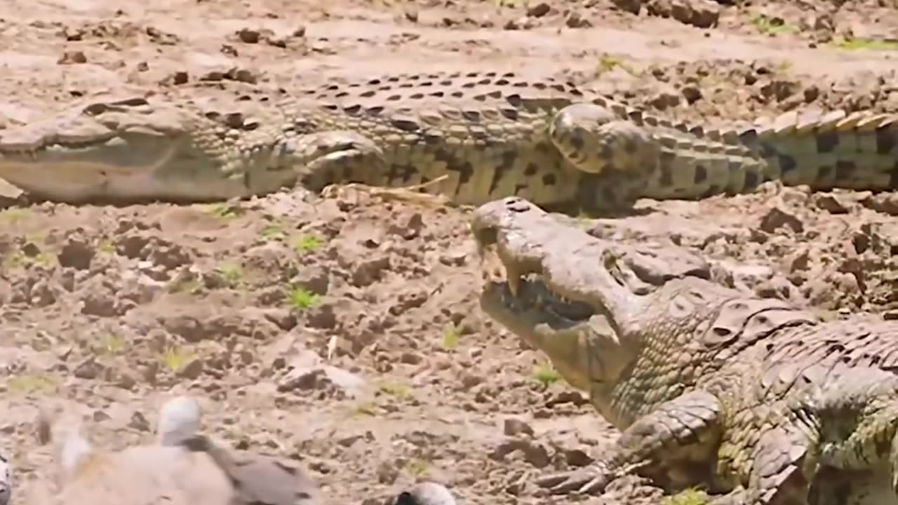 Lion, Crocodile, Vulture And A Prey #shorts #shortvideo #youtubeshorts #video #virals