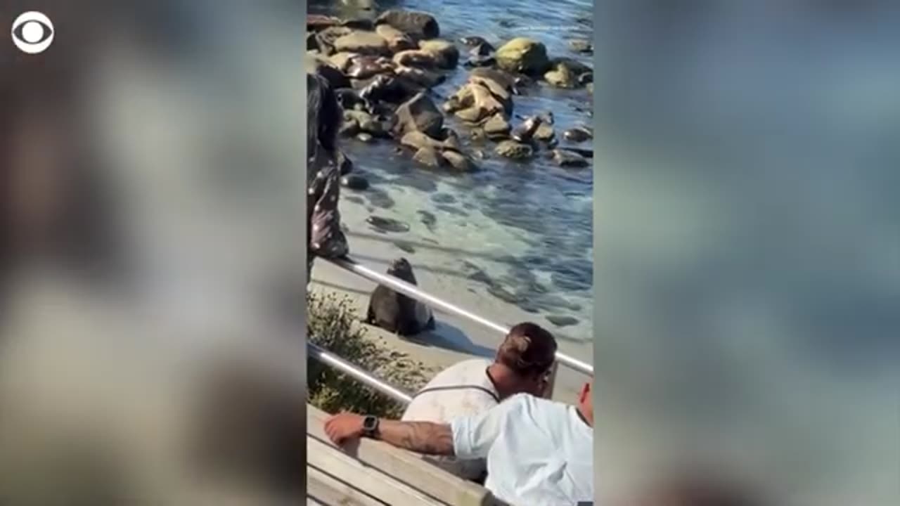 Sea lion with pups nearby charges toward people on San Diego beach CBS News