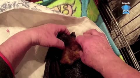 Rescuing a flying-fox in a flooded building site this is Billabong