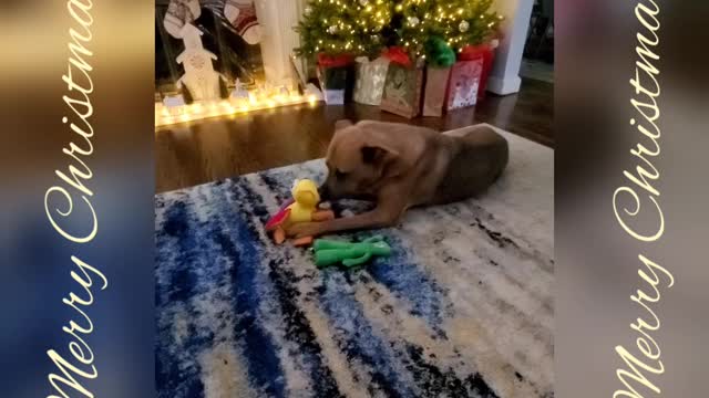 Christmas Morning with Max