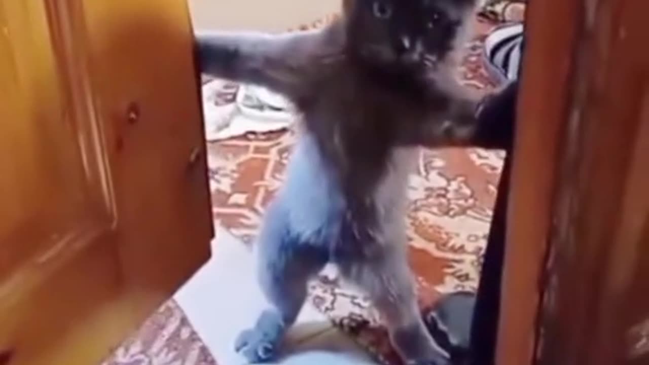 Funny animals video abc