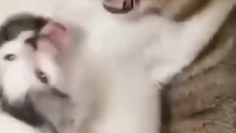 Cat funny video