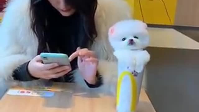 Cute and funny dog video2021