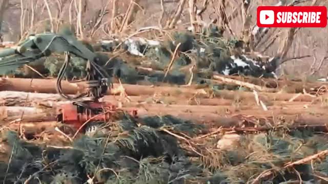 Dangerous Fast Destroy Big Tree Machine Working - Extreme Equipment Excavator Cutting Tree Machine