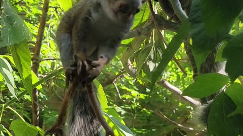 Squirrels Play On A Branch While Cat Watches