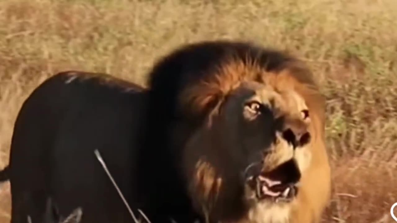 Furious Fury: Angry Lion Unleashes Thunderous Roar!