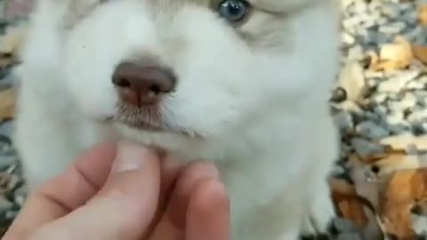 Cutie