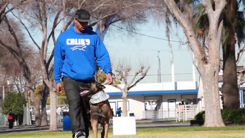 Dogs protection training place