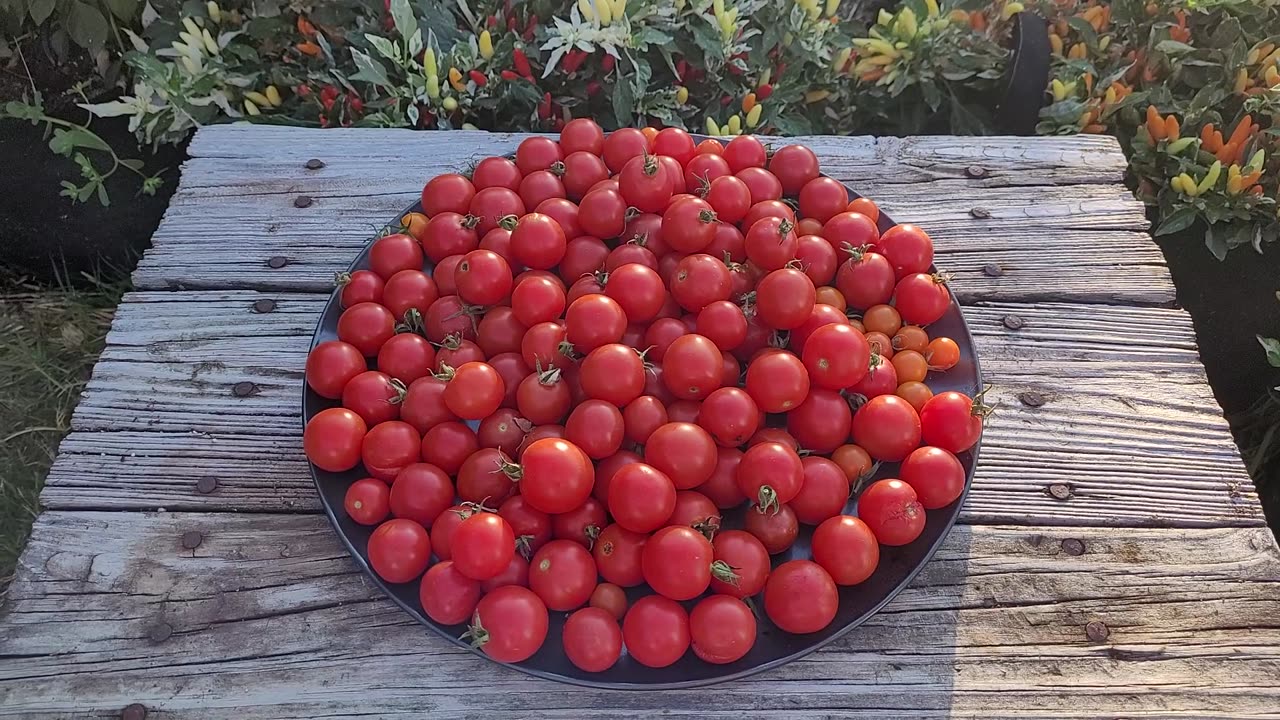 Chadwick Cherry Tomatoes - Most Picked On The Same Day