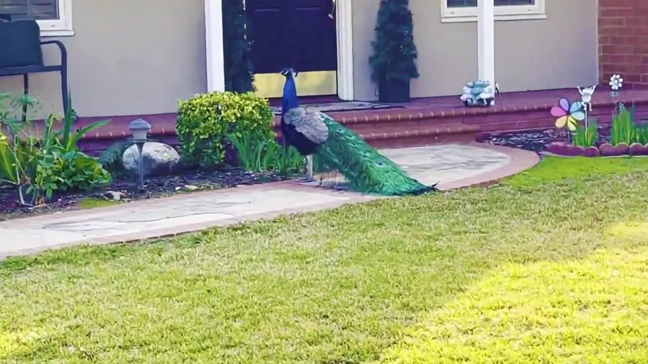 A beautiful peacocks going to stroll