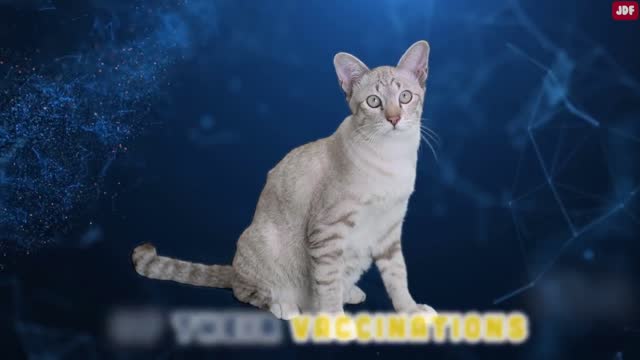 Biggest mistake in cat owners