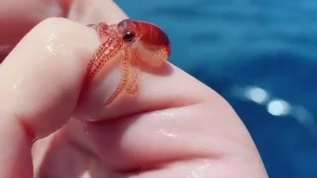 Cutest baby octopus ever