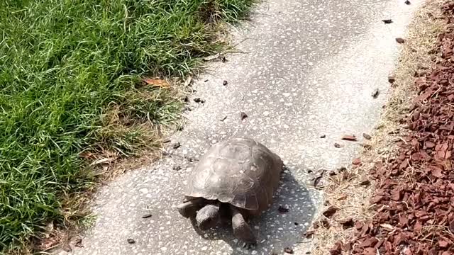 Gopher Tortoise