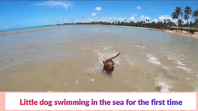 Little dog swimming in the sea for the first time