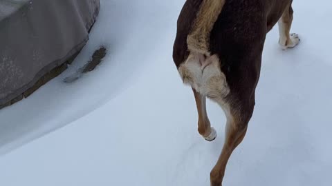 Texas dogs first snow day