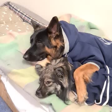 Adorable puppy isolation cuddles will brighten your day