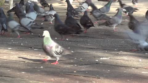 pigeons in the park