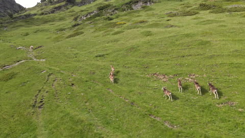 Wildlife's & Funs